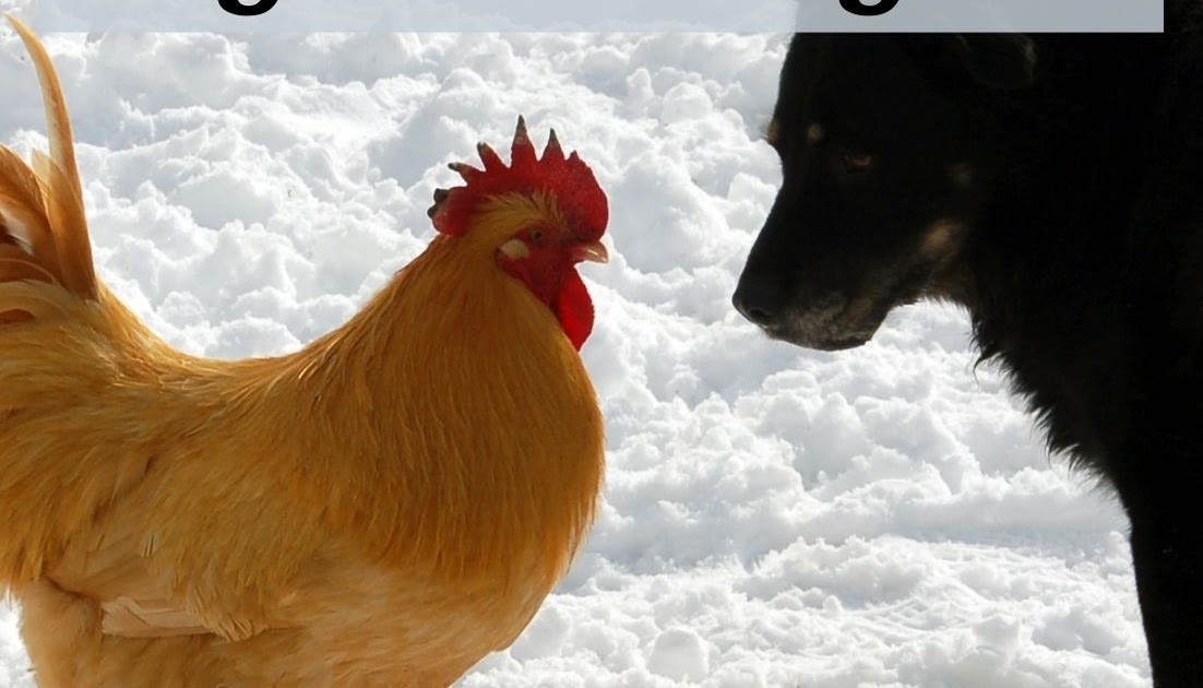 Which Dog Breeds Are Good With Chickens