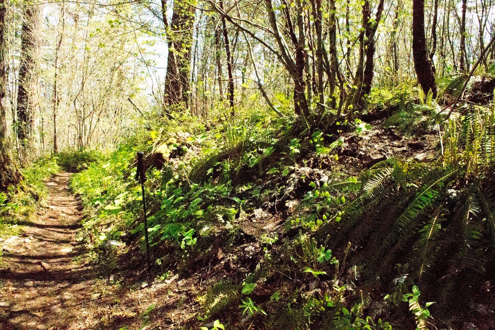 Dave Goes Outside Prancing Up The Primrose Path