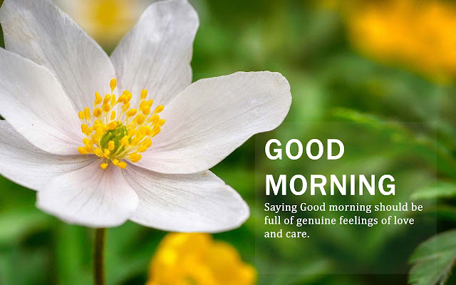 good morning images with beautiful flowers hd  with messages