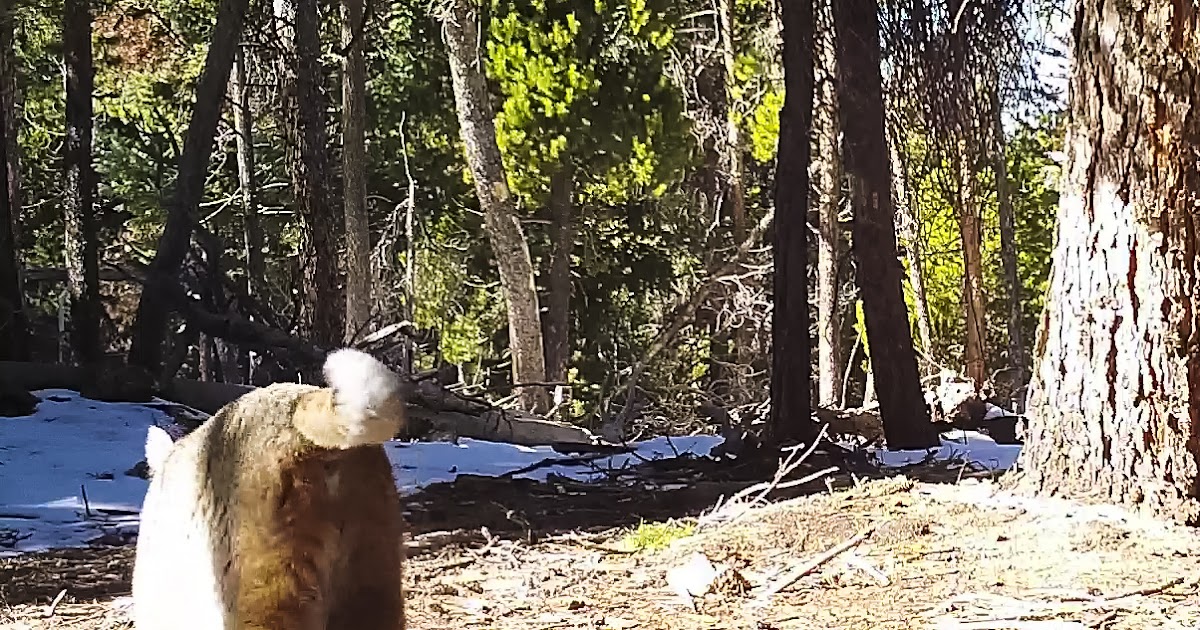 bobcat low growl sound bobcat low growl sound