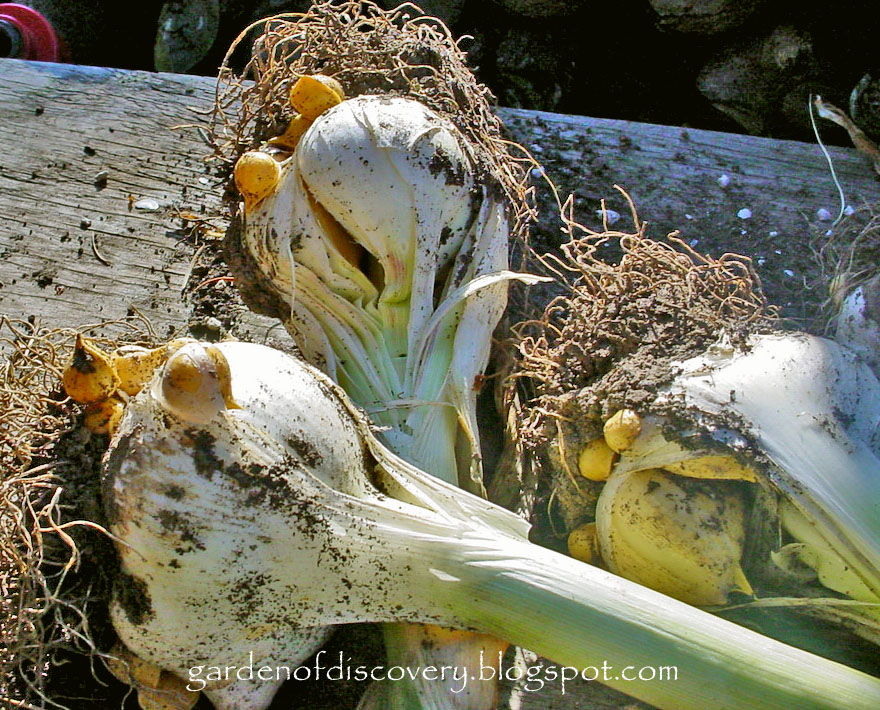 Garden of Discovery Lemon Swiss Chard With Elephant Garlic