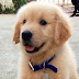 14 Things Only Golden Retrievers Owners Understand