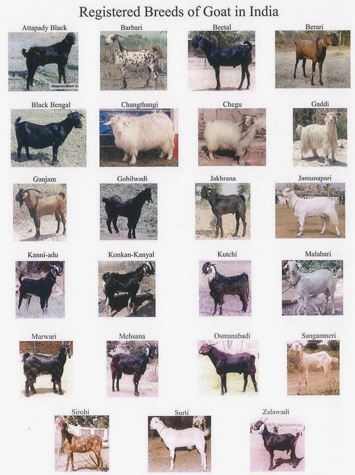 goat+breed+registered.jpg