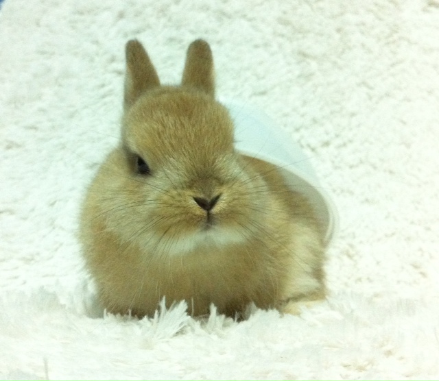 Rabbits for sale in Singapore! (sold) 1mth Purebreed Orange Netherland