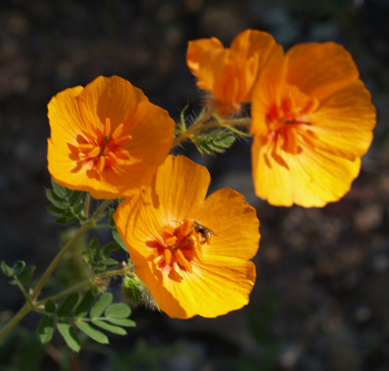 Arizona Beetles, Bugs, Birds and more Arizona Summer "Poppies