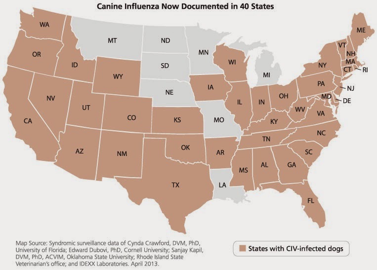 Pets N More Dog Flu Now In 40 States And Continues To Spread What