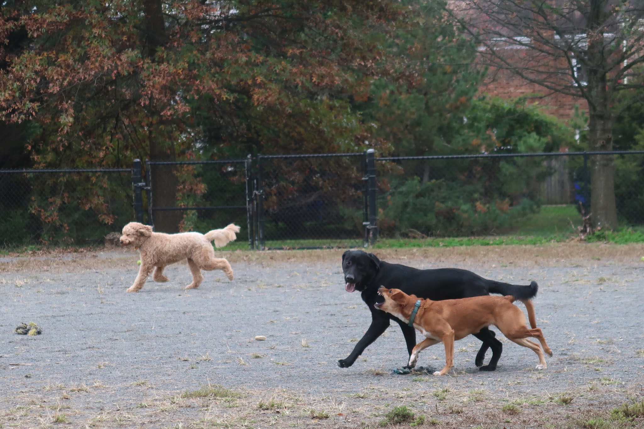 Park Authority Board endorses dog park report Annandale Today