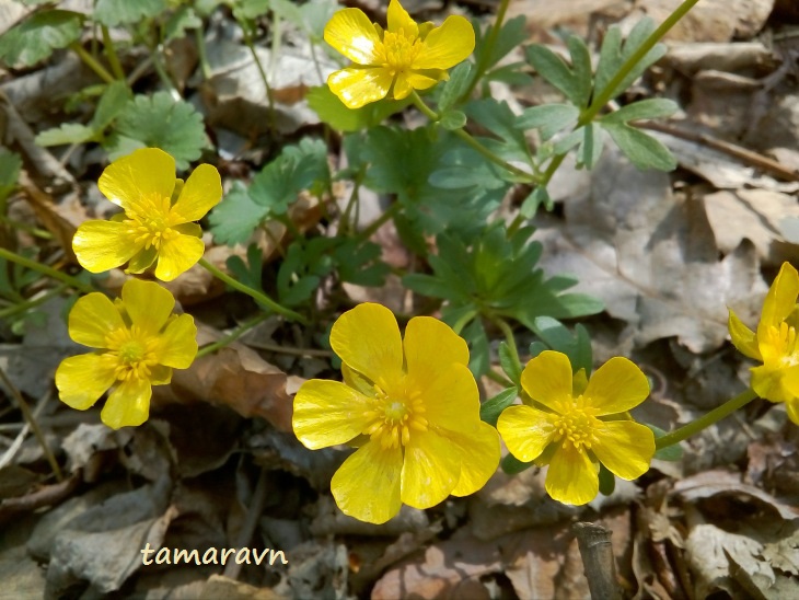 Лютик Франше / Лютик уссурийский (Ranunculus franchetii, =Ranunculus ussuriensis) Лютик Франше / Лютик уссурийский (Ranunculus franchetii, =Ranunculus ussuriensis)