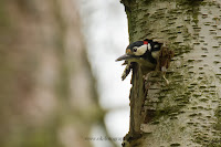 Wildlifefotografie Buntspecht Weserbergland