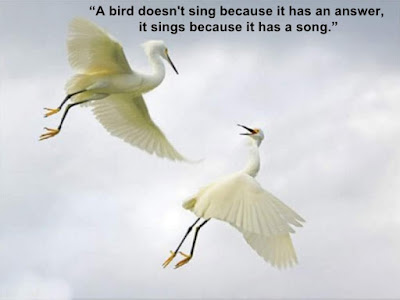 Birds Quotes