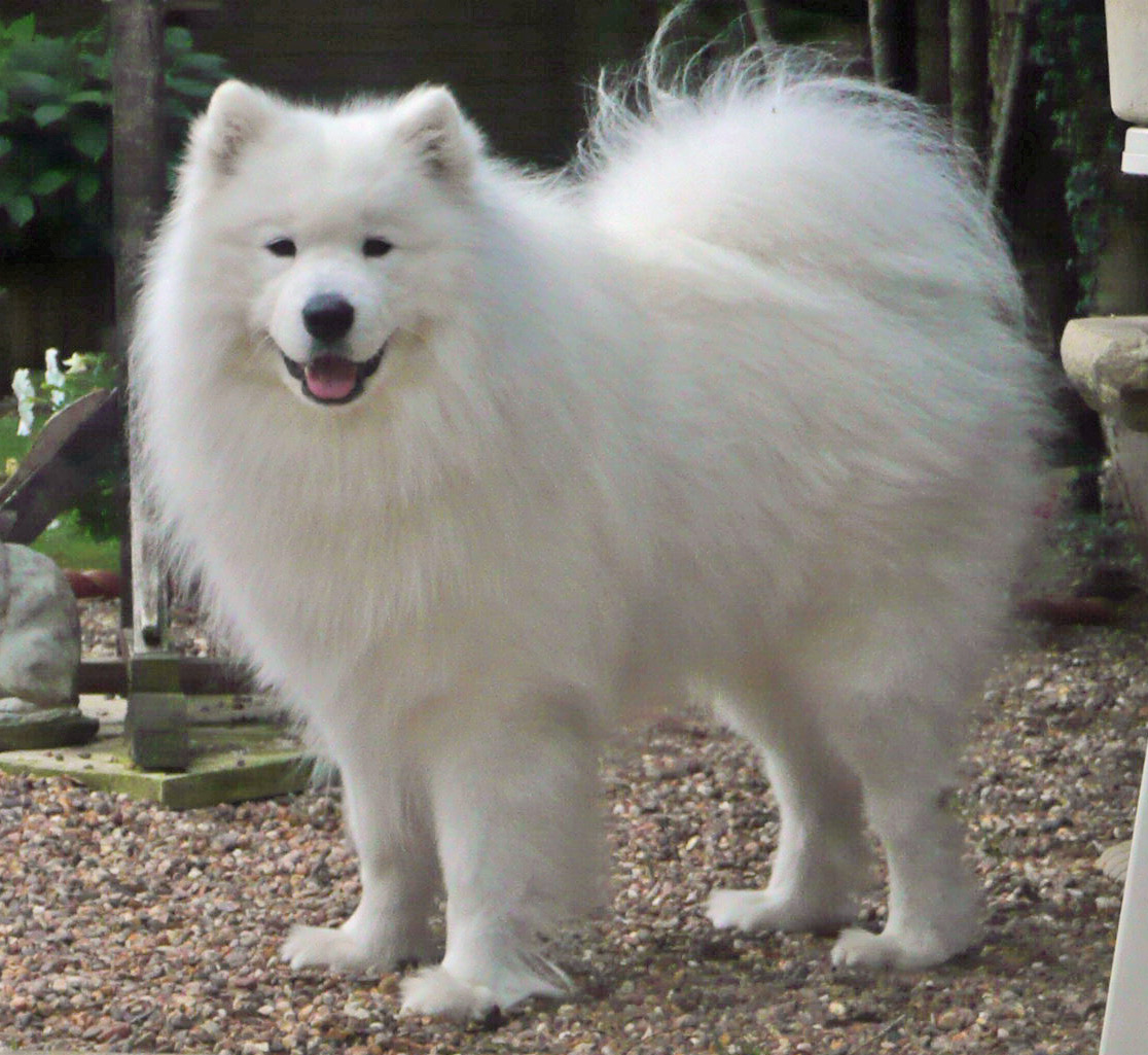 Крупная белая порода собак. Самоедская лайка. Порода собак лайка самоед. Самоедская лайка белая. Самоедская лайка карликовый.