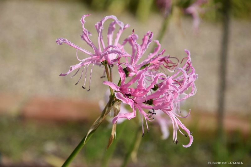 Nerine undulata (Flor de El Cabo) especie bulbosa de Sudáfrica