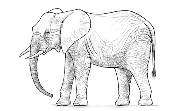 Sketsa Hewan Gambar Gajah