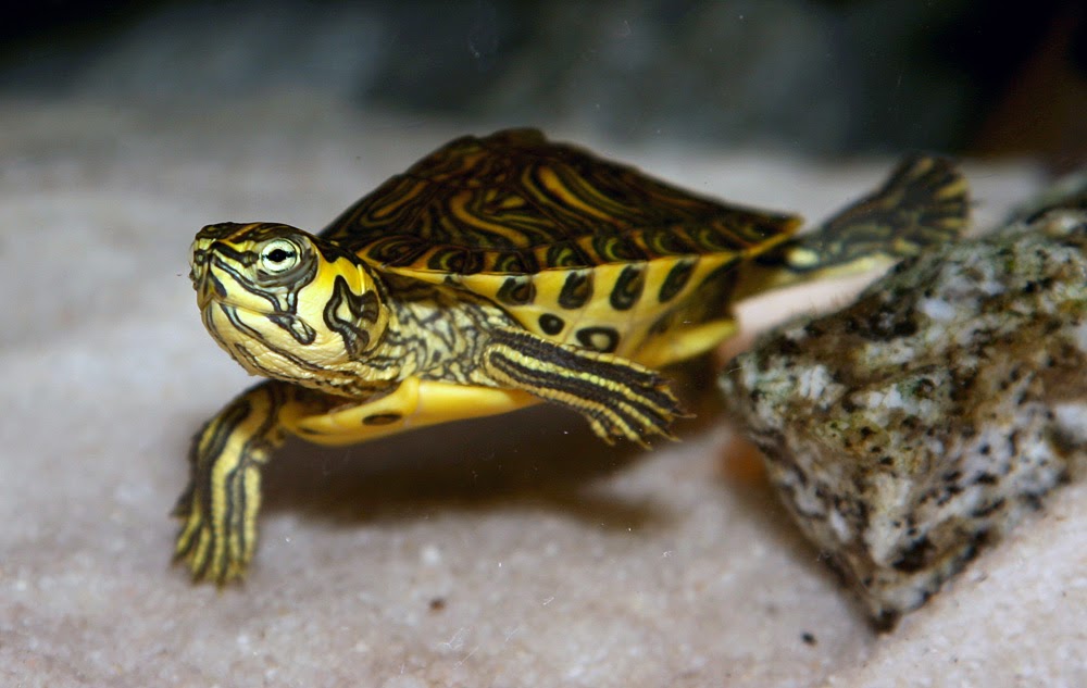 Swiat Zolwi: Żółw żółtolicy (Żołtobrzuchy)