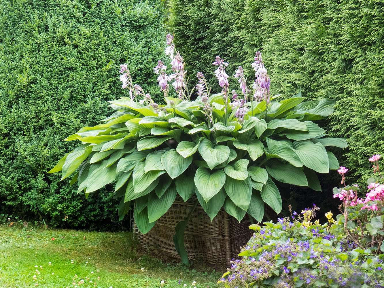 neuer Gartentraum Schöne Blüten im Sommergarten