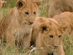166dea75b9247a922.gif