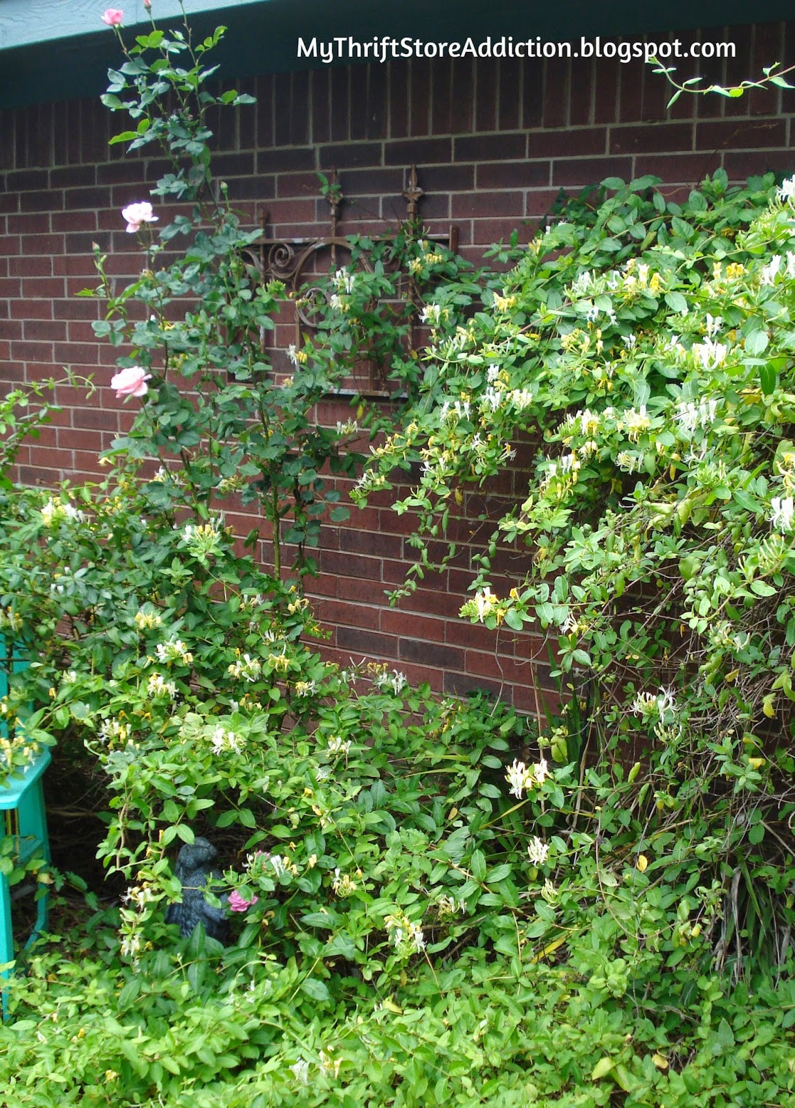 Fragrant honeysuckle