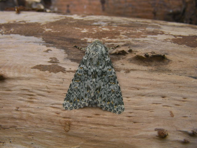 davidsbirdingdiary: Moths