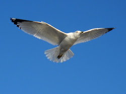 lake dallas gulls texas flight rock birds billed ring tx winter east migrate spend
