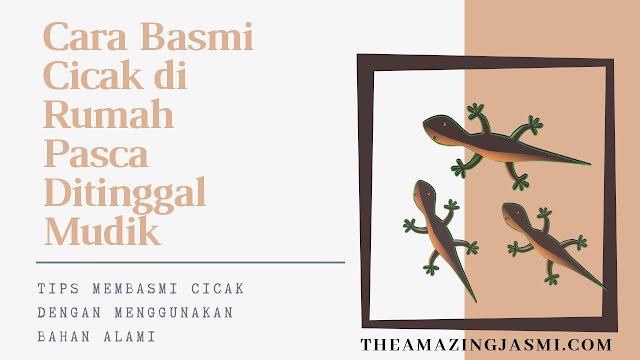 Rumah Banyak Cicak Pasca Ditinggal Mudik Ini Cara Mudah Mengusirnya The Amazing Me