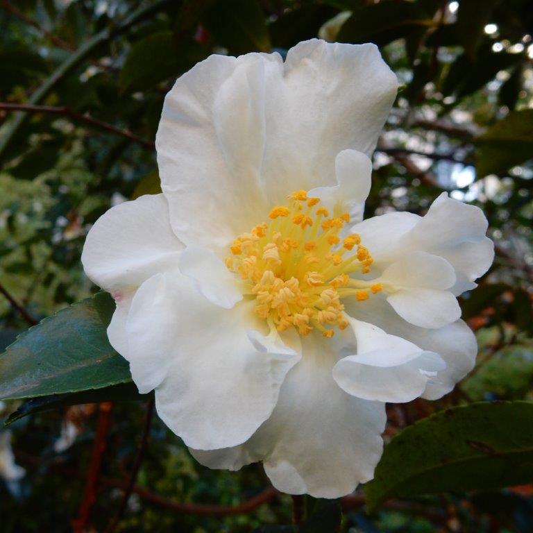 Camellia Creek