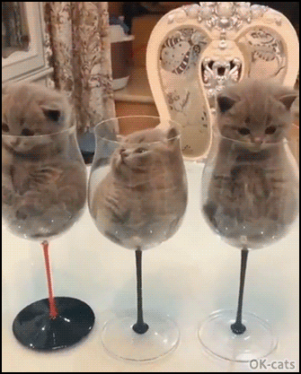 Cute kitten GIF • 3 tiny blue kittens sitting in vine glasses. "If it fits, we sit." Cute kitten GIF • 3 tiny blue kittens sitting in vine glasses. "If it fits, we sit."