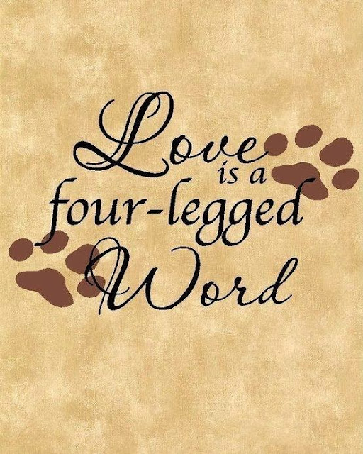  animal, dog, cat, pet, animal, inspiring quotes for animal lovers, petsnmore.org, love