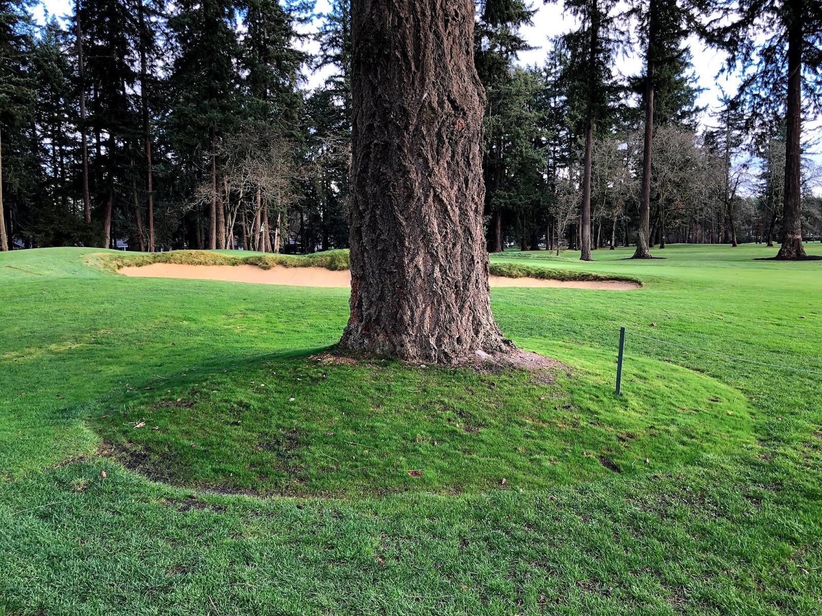 TacomaTurf: Tree Bases