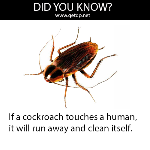 If+a+cockroach+touches+a+human.jpg