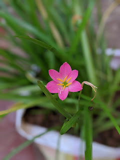 Pink rain Lily or Zephyranthes minuta