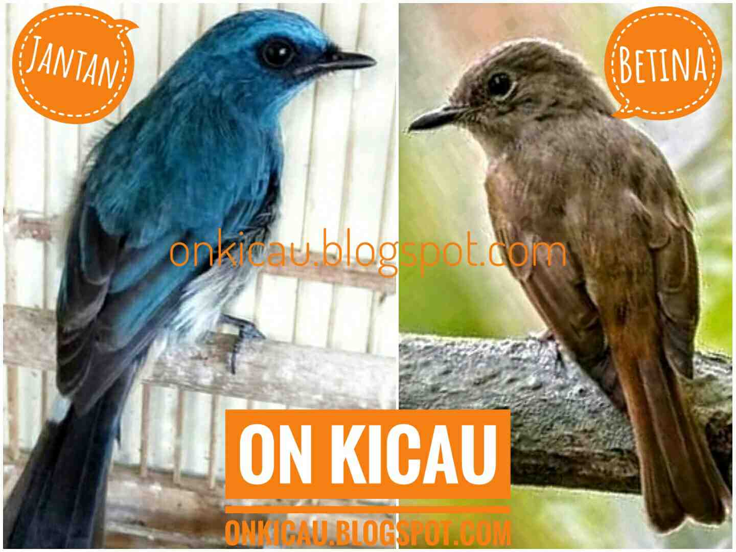 Ciri Ciri Perbedaan Burung Sikatan Ninon Jantan Dan Betina Beserta Gambarnya On Kicau