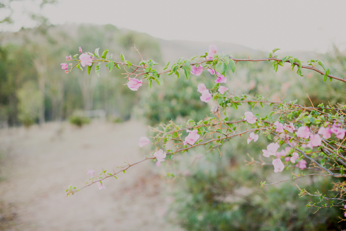 pink paper flowers pink flowers