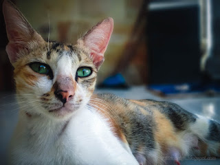 Eyes Gaze Of A Mother Cat Relaxing On The House Floor North Bali Indonesia