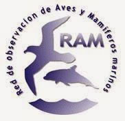 RAM (Red de Observación de Aves y Mamíferos marinos)
