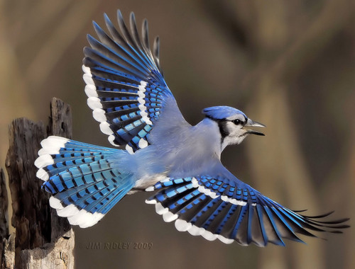 Pictures Blog: Blue Jay Bird in Flight