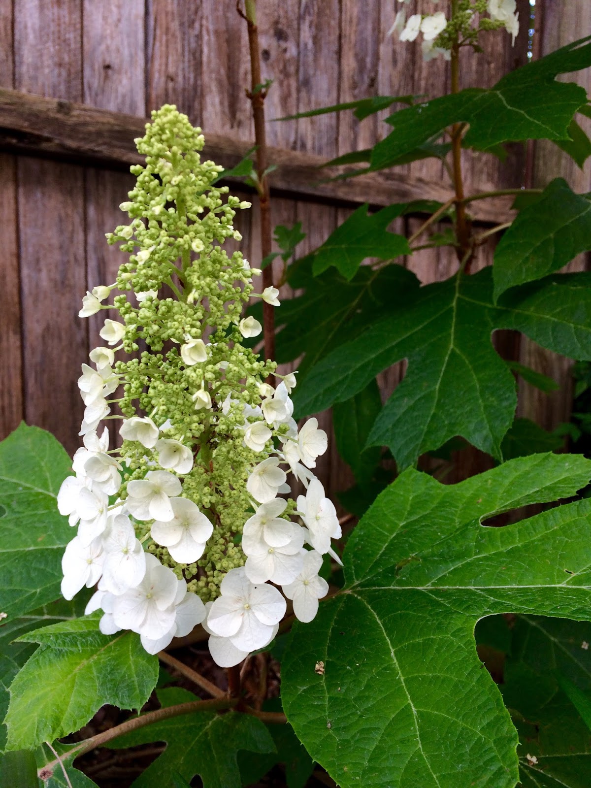 Care For Oakleaf Hydrangea Cinemas 93