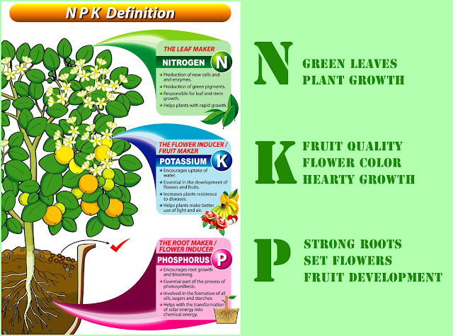 Vai trò của NPK đối với cây trồng