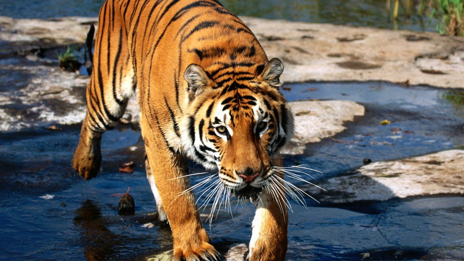 Beautiful 1080p HD Tiger Wallpaper ~ HD Wallpapers & Images