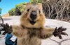 Κουόκα, το πιο χαρούμενο ζώο στον κόσμο