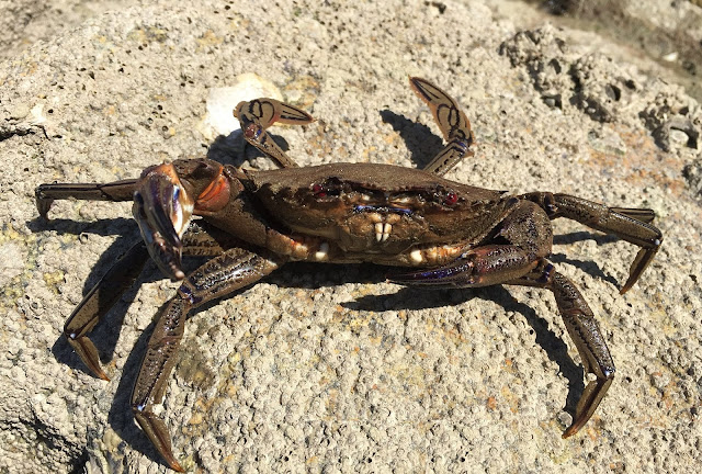 Vidéo sur la réalisation d'un chariot de surfcasting, peche à pied,  palourdes, petoncles, moules, coques, praires, crevettes,crabes,  bigorneaux, bar, maigre, daurade royale, merlan, anguille