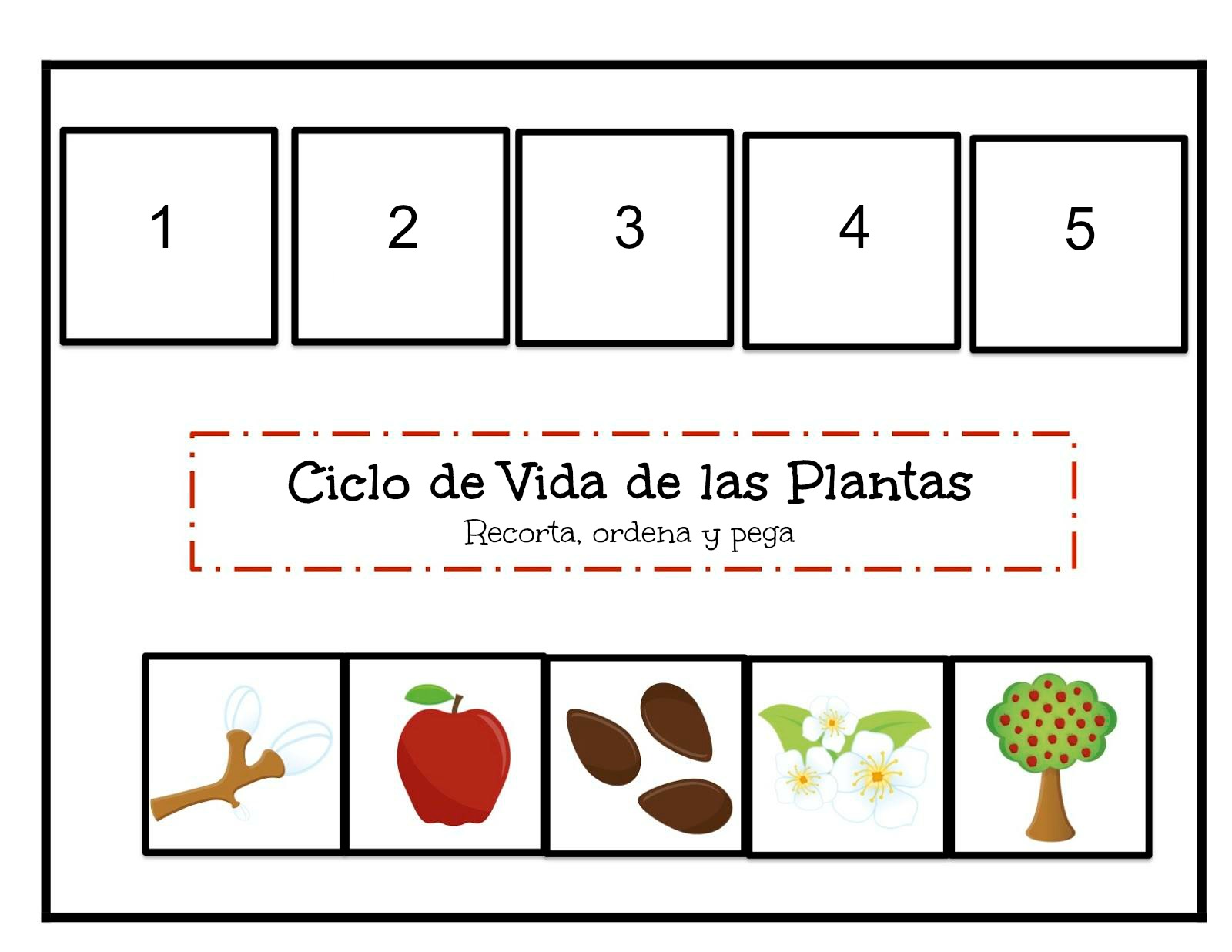 Detenerse Entender ropa interior RECURSOS y ACTIVIDADES para Educación Infantil: Actividades sobre el CICLO  DE VIDA de las PLANTAS