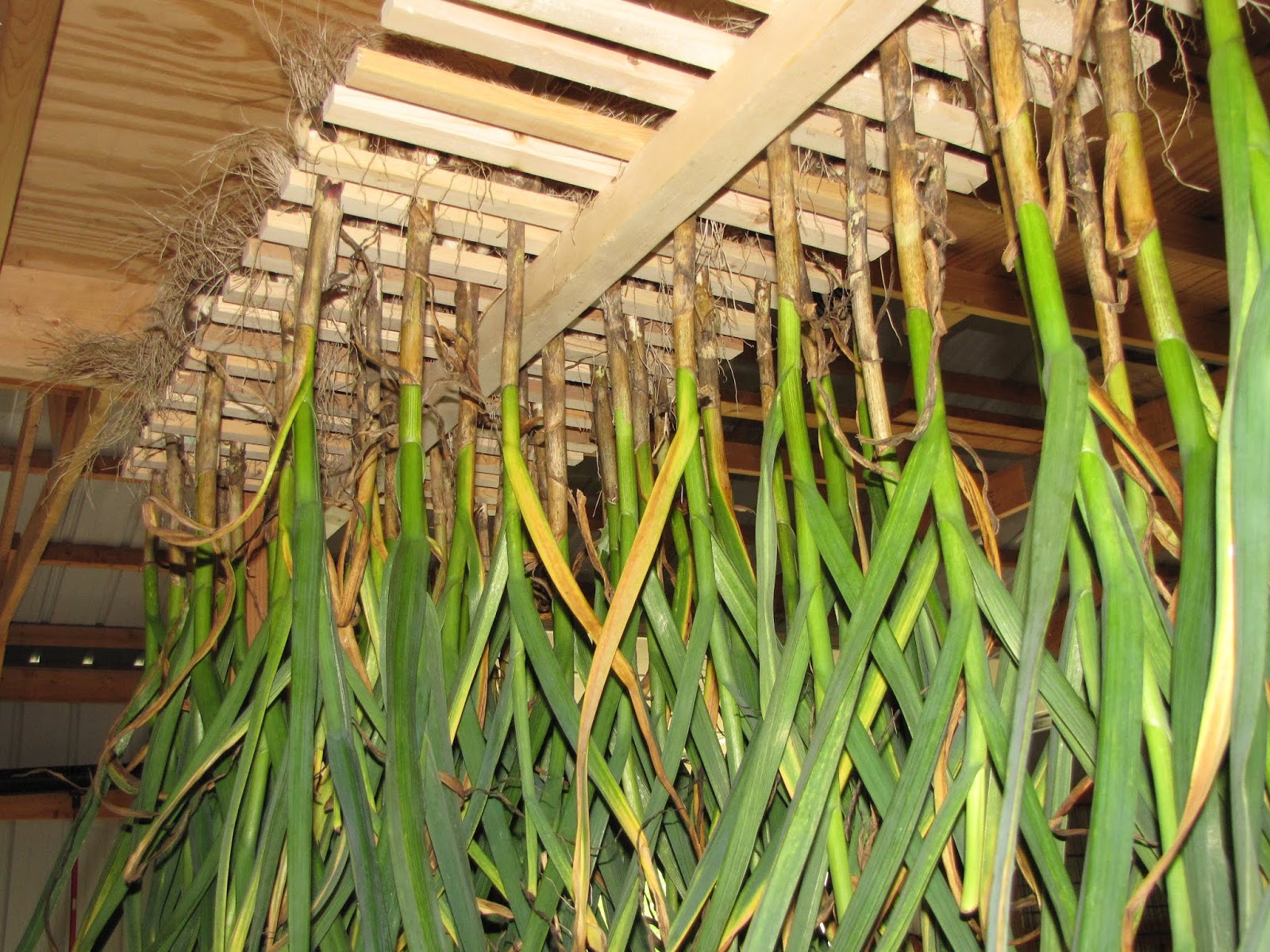 Minibed Gardening Introducing... Rick Long'sGarlic & Onion Curing Tree