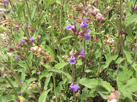 flor de la salvia planta aromática