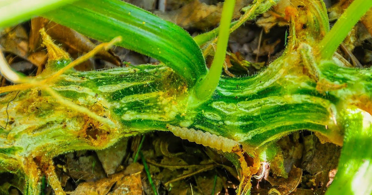 Ask A Master Gardener Squash Vine Borers