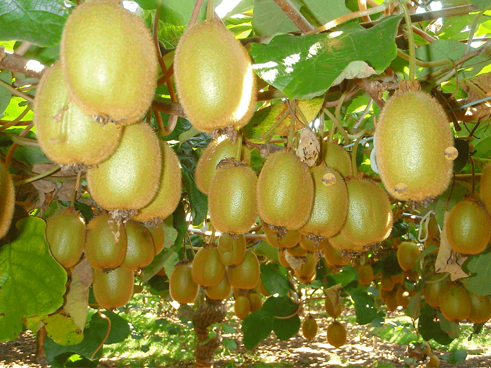 Kiwi Fruit.