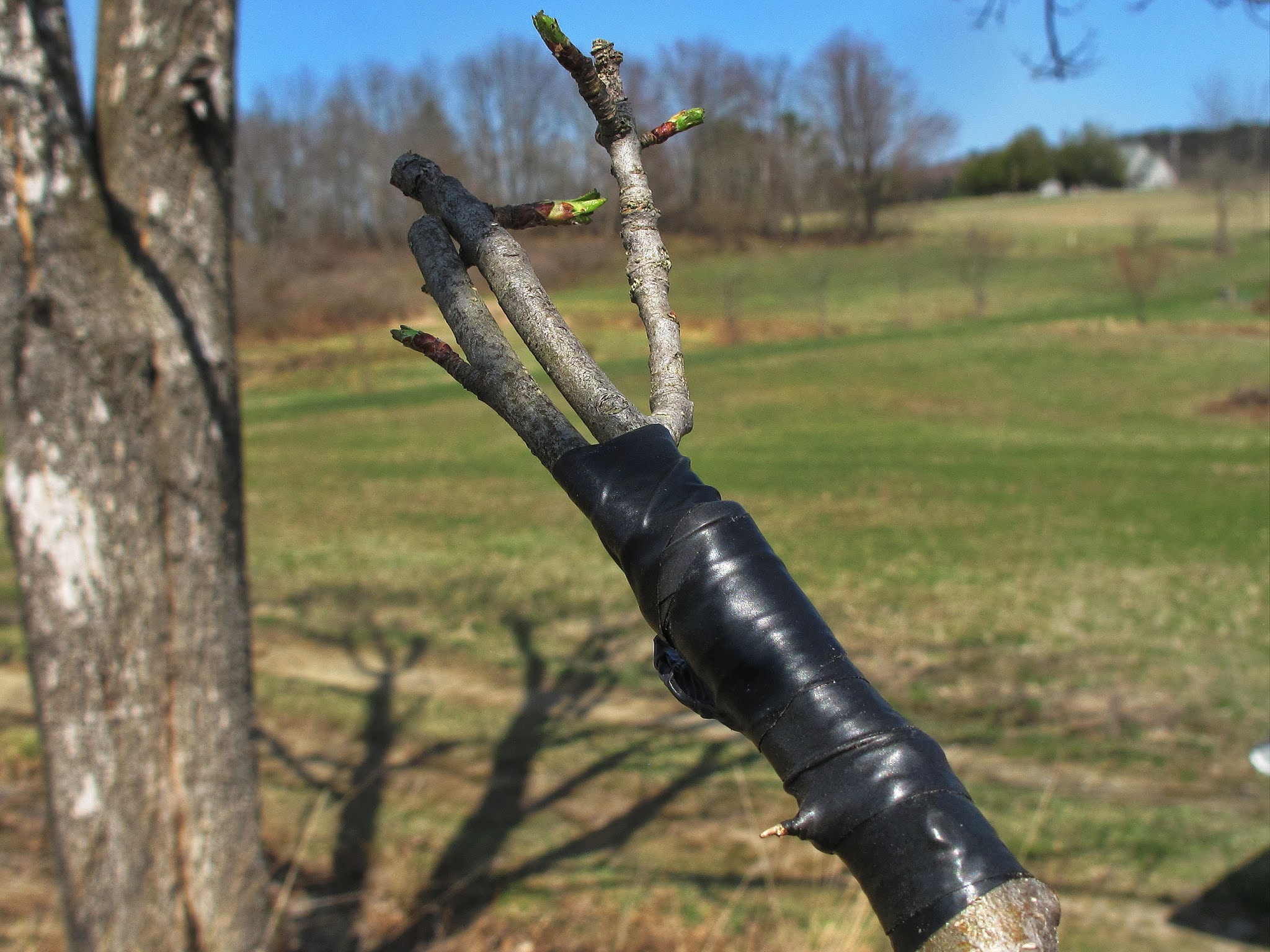The Joyce Road Neighborhood Fruit Tree Grafting