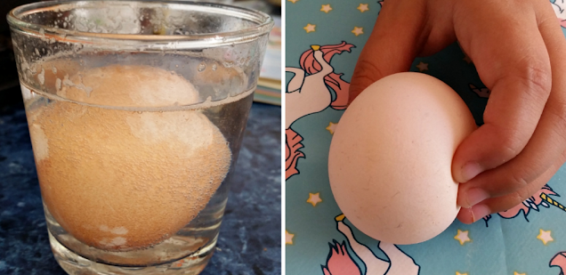 an egg in a glass of vinegar and then my youngest holding it showing it was soft to touch