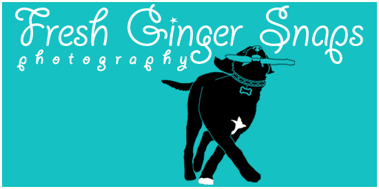 Fresh Ginger Snaps Photography Blog