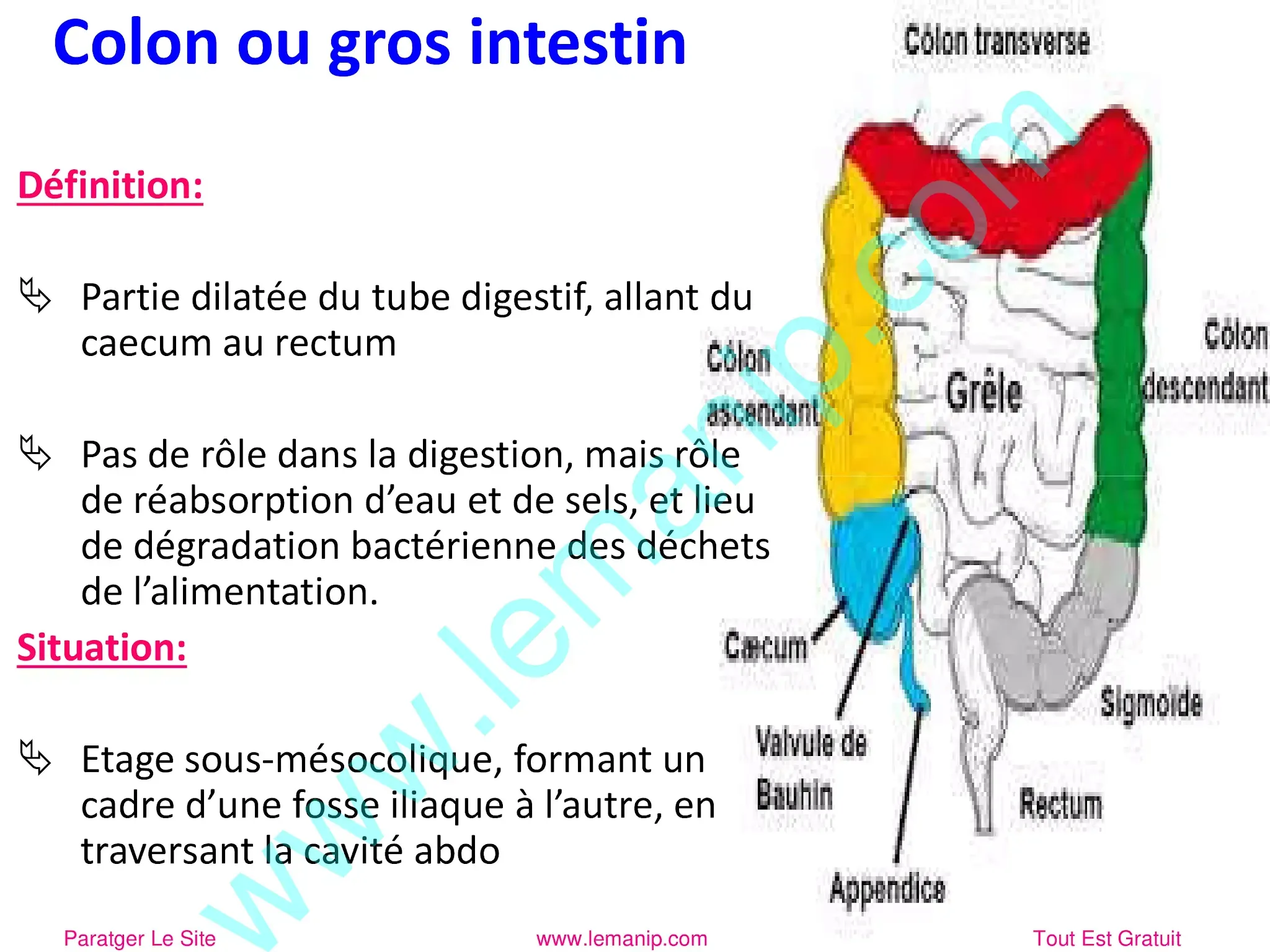 Anatomie De L’appareil Digestif