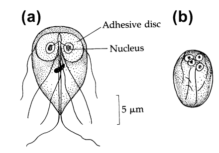 giardiasis jelek)